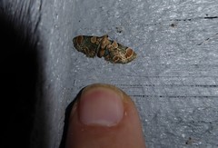 Chloroclystis lichenodes