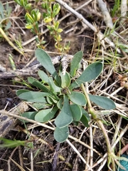Limonium ramosissimum