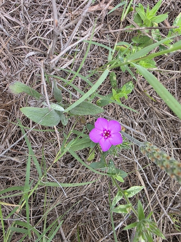 Phlox drummondii