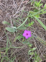 Phlox drummondii