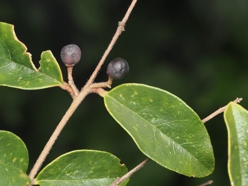 Ligustrum sinense