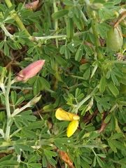 Crotalaria spinosa