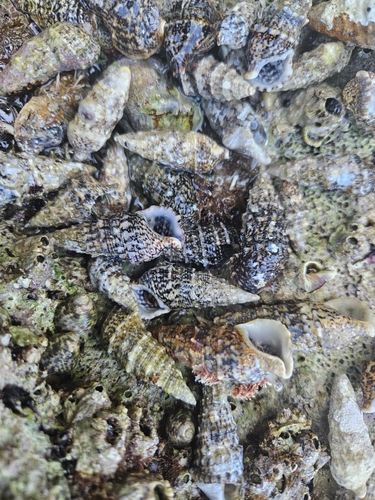 Thericium vulgatum