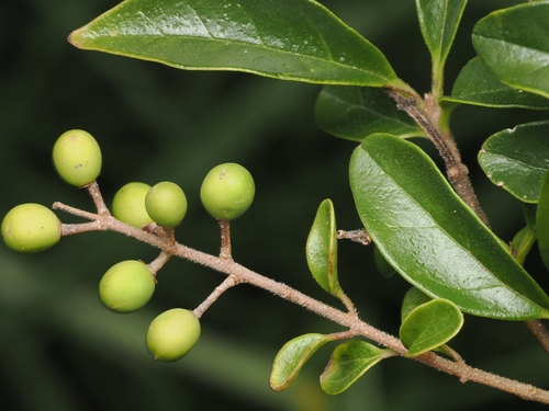 Ligustrum sinense