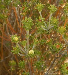 Phyllota pleurandroides