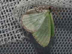 Comibaena bajularia