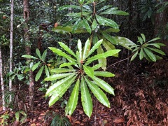 Anopterus macleayanus