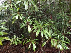 Anopterus macleayanus