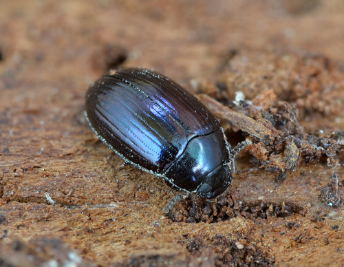 Navette violette