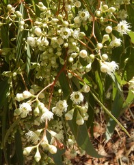 Eucalyptus fasciculosa