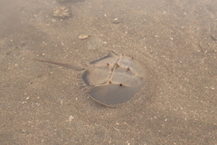 Tachypleus tridentatus