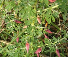Crotalaria spinosa