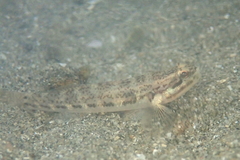 Tridentiger nudicervicus