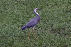 Egretta novaehollandiae