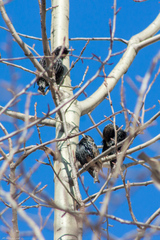 Sturnus vulgaris