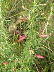 Crotalaria spinosa