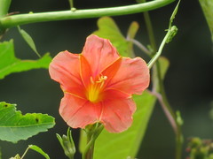 Ipomoea funis