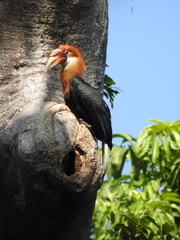 Narcondam Hornbill photo 3