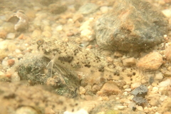 Pseudogobius poicilosoma