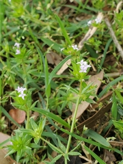 Sherardia arvensis