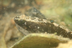 Redigobius