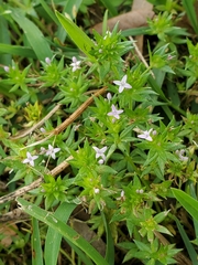 Sherardia arvensis