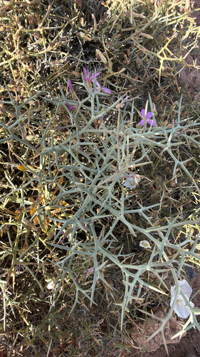 Zilla spinosa, photograph 5