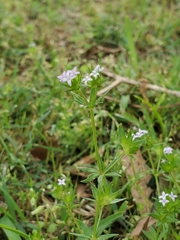 Sherardia arvensis