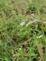 Sherardia arvensis