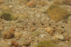 Favonigobius reichei