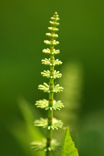 Ožkabarzdis asiūklis nuotrauka