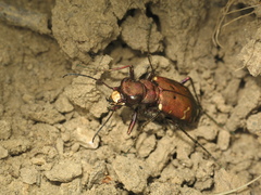Cicindela desertorum