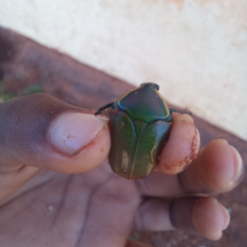 Dischista cincta