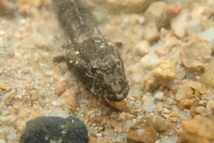 Psammogobius biocellatus