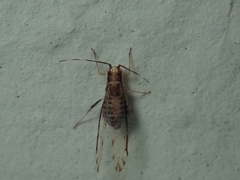 Eucallipterus tiliae