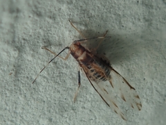 Eucallipterus tiliae