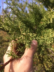 Cupressus abramsiana