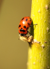 Gonioctena viminalis