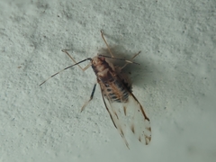 Eucallipterus tiliae