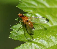 Temnosira saltuum