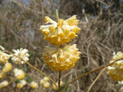 Edgeworthia chrysantha