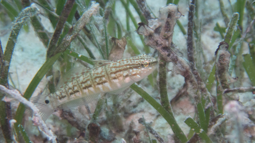 Amblygobius semicinctus