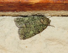 Blenina squamifera
