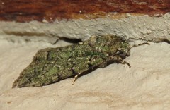 Blenina squamifera