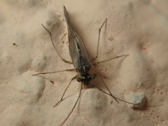 Mesopsocus immunis