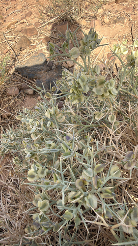 Zilla spinosa, photograph 4