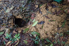 Manis pentadactyla pentadactyla