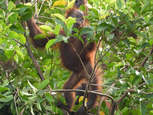 Pongo pygmaeus