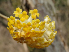 Edgeworthia chrysantha
