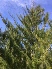 Cupressus abramsiana